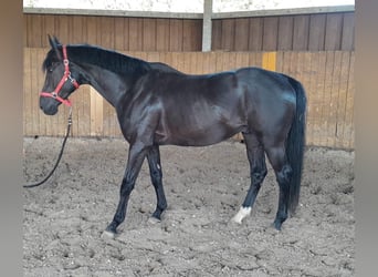 Hannover, Stallone, 5 Anni, 162 cm, Morello