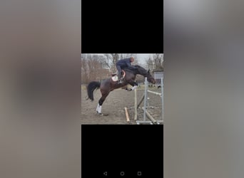 Hannover, Stallone, 5 Anni, 165 cm, Baio