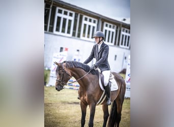 Hannover, Stallone, 5 Anni, 165 cm