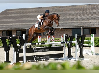 Hannover, Stallone, 5 Anni, 168 cm, Baio scuro