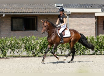 Hannover, Stallone, 5 Anni, 168 cm, Baio scuro