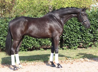 Hannover, Stallone, 5 Anni, 168 cm, Morello