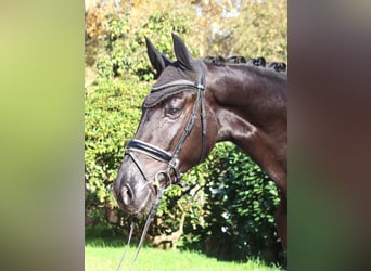 Hannover, Stallone, 5 Anni, 173 cm, Morello