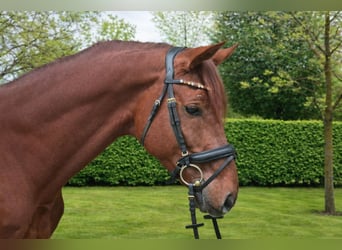 Hannover, Stallone, 5 Anni, 177 cm, Sauro scuro