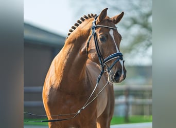 Hannover, Stallone, 6 Anni, 164 cm, Sauro scuro