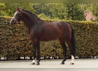 Hannover, Stallone, 6 Anni, 166 cm, Baio scuro