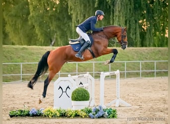 Hannover, Stallone, 6 Anni, 169 cm, Grigio rossastro