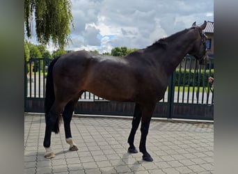 Hannover, Stallone, 7 Anni, 180 cm, Baio scuro