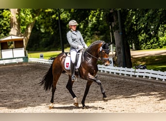 Hannover, Stallone, 9 Anni, 172 cm, Baio