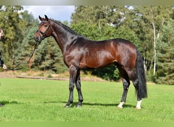 Hannover, Stallone, 9 Anni, 172 cm, Baio