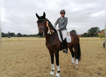 Hannover, Stallone, 9 Anni, 172 cm, Baio