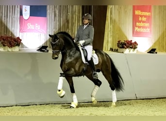Hannover, Stallone, 9 Anni, 172 cm, Baio
