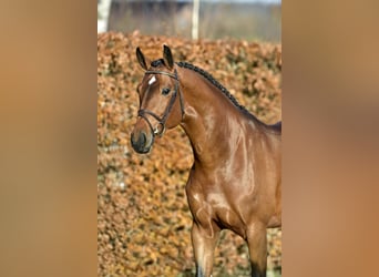 Hannover, Stallone, 12 Anni, 173 cm, Baio