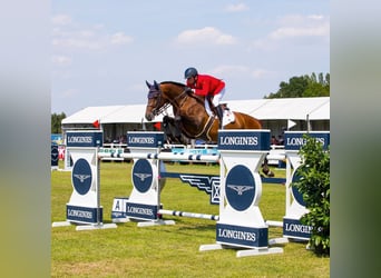 Hannover, Stallone, 21 Anni, 171 cm, Baio