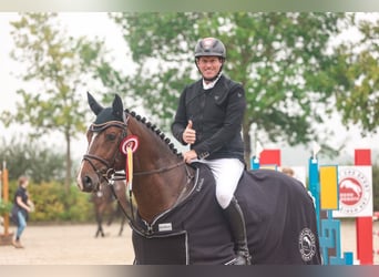 Hannover, Stallone, 7 Anni, 170 cm, Baio