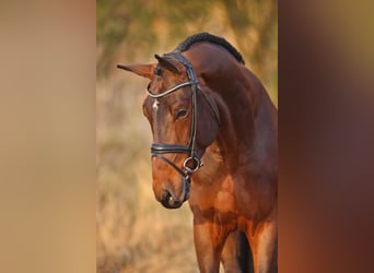 Hannover, Stallone, 9 Anni, 176 cm, Baio