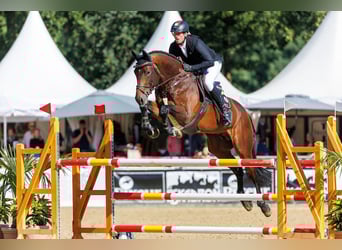 Hannover, Stallone, 9 Anni, 176 cm, Baio