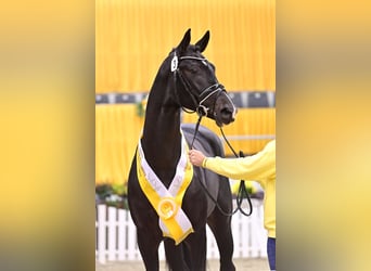 Hannover, Stallone, 7 Anni, 172 cm, Baio nero