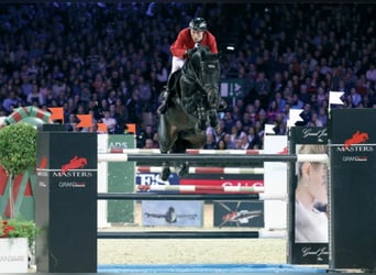 Hannover, Stallone, 25 Anni, 170 cm, Baio nero