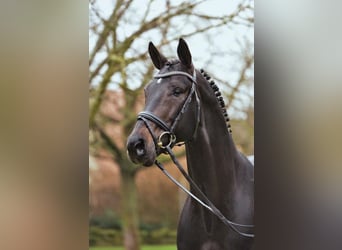 Hannover, Stallone, 25 Anni, 170 cm, Baio nero