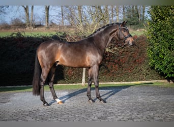 Hannover, Stallone, 3 Anni, 167 cm, Baio scuro