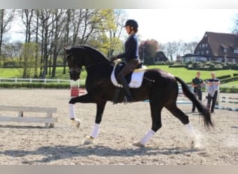 Hannover, Stallone, 15 Anni