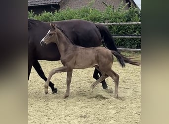 Hannover, Stallone, Puledri (05/2025), 103 cm, Morello
