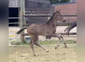 Hannover, Stallone, Puledri (05/2025), 103 cm, Morello