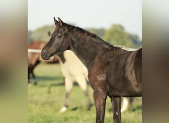 Hannover, Stallone, Puledri (03/2026), 140 cm, Baio nero