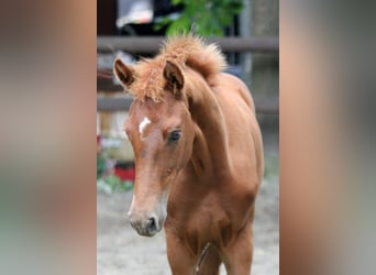 Hannover, Stallone, Puledri (03/2025), 166 cm, Sauro