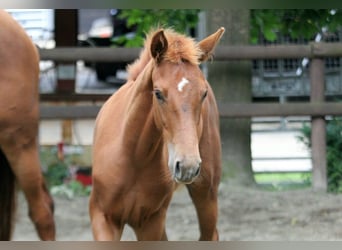 Hannover, Stallone, Puledri (03/2025), 166 cm, Sauro
