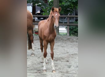 Hannover, Stallone, Puledri (03/2025), 166 cm, Sauro
