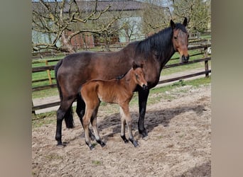 Hannover, Stallone, Puledri (04/2026), 168 cm, Baio