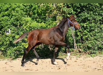 Hannover, Stallone, Puledri (04/2026), 168 cm, Baio
