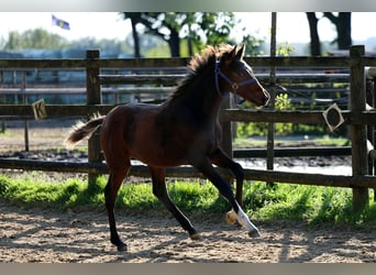 Hannover, Stallone, Puledri (04/2026), 168 cm, Baio