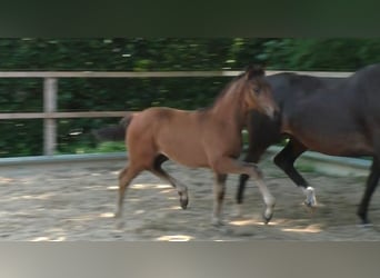 Hannover, Stallone, , 168 cm, Baio