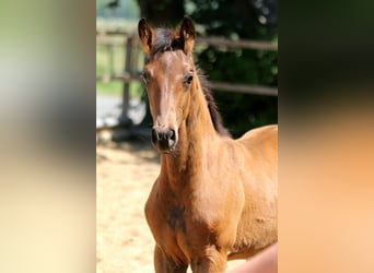 Hannover, Stallone, , 168 cm, Baio