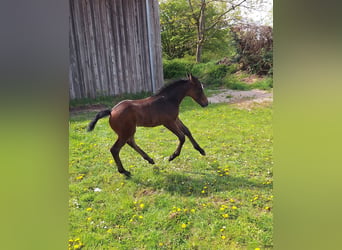 Hannover, Stallone, Puledri (04/2026), 168 cm, Grigio