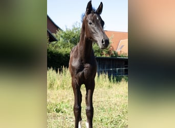 Hannover, Stallone, Puledri (05/2026), 168 cm, Morello