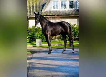 Hannover, Stallone, Puledri (04/2026), 168 cm, Sauro