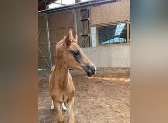 Hannover, Stallone, Puledri (04/2026), 168 cm, Sauro scuro