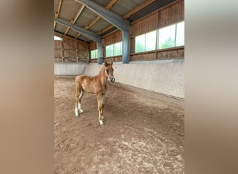 Hannover, Stallone, Puledri (04/2026), 168 cm, Sauro scuro