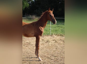 Hannover, Stallone, Puledri (04/2026), 168 cm, Sauro scuro