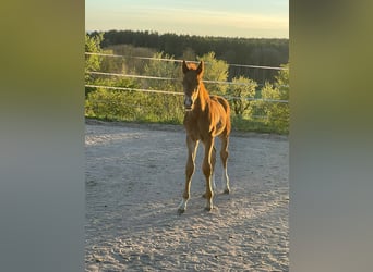 Hannover, Stallone, Puledri (04/2026), 168 cm, Sauro scuro