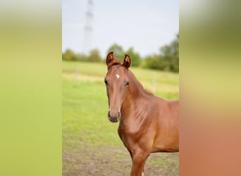 Hannover, Stallone, Puledri
 (04/2024), 168 cm, Sauro scuro