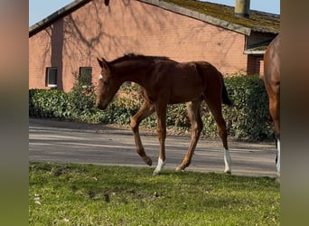 Hannover, Stallone, , 169 cm, Baio