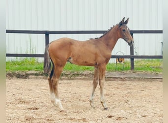 Hannover, Stallone, Puledri (05/2026), 170 cm, Baio