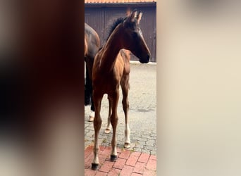 Hannover, Stallone, Puledri (05/2026), 170 cm, Baio