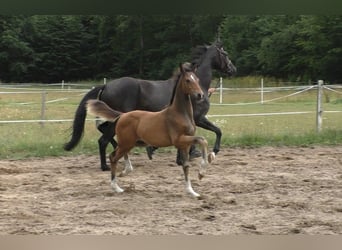Hannover, Stallone, Puledri
 (05/2023), 170 cm, Baio