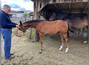 Hannover, Stallone, Puledri (04/2026), 170 cm, Baio